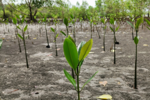 Click A Tree Holistically Sustainable Reforestation Made Simple Philippines 03